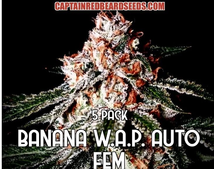 Banana W.A.P Auto